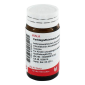 CARTILAGO/Echinacea comp.Globuli (PZN 8784946)