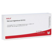 NERVUS TRIGEMINUS GL D 12 Ampullen (PZN 3355270)