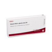VISCUM MALI e planta tota D 4 Ampullen (PZN 2830409)