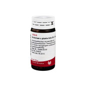 CICHORIUM E planta tota 5% Globuli (PZN 8785207)